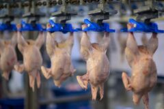 Холдинг «Сибагро» вошел в топ-25 российских производителей курятины
