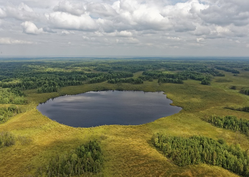 Лесное хозяйство в Томской области