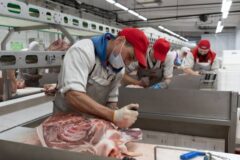 Экспорт томской свинины в Монголию