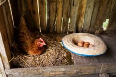 Объем продукции сельского хозяйства Томской области